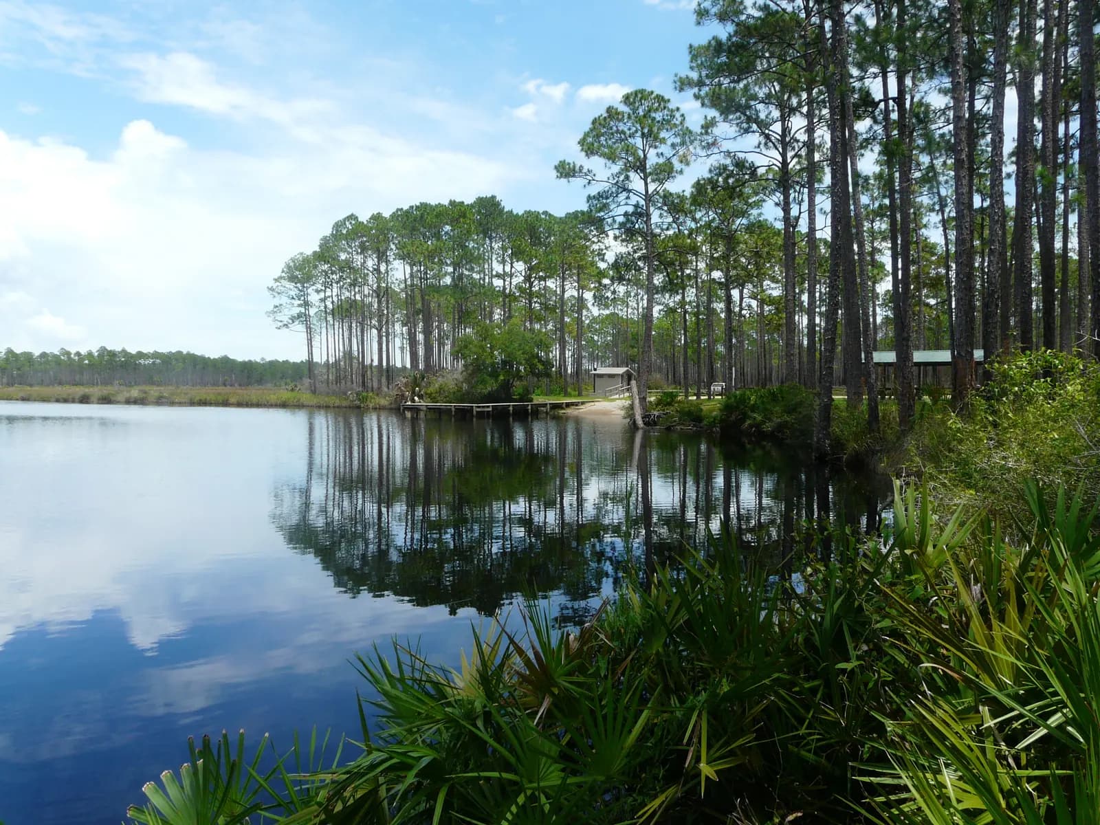 Cash Creek Landing in Tate's Hell State Forest.