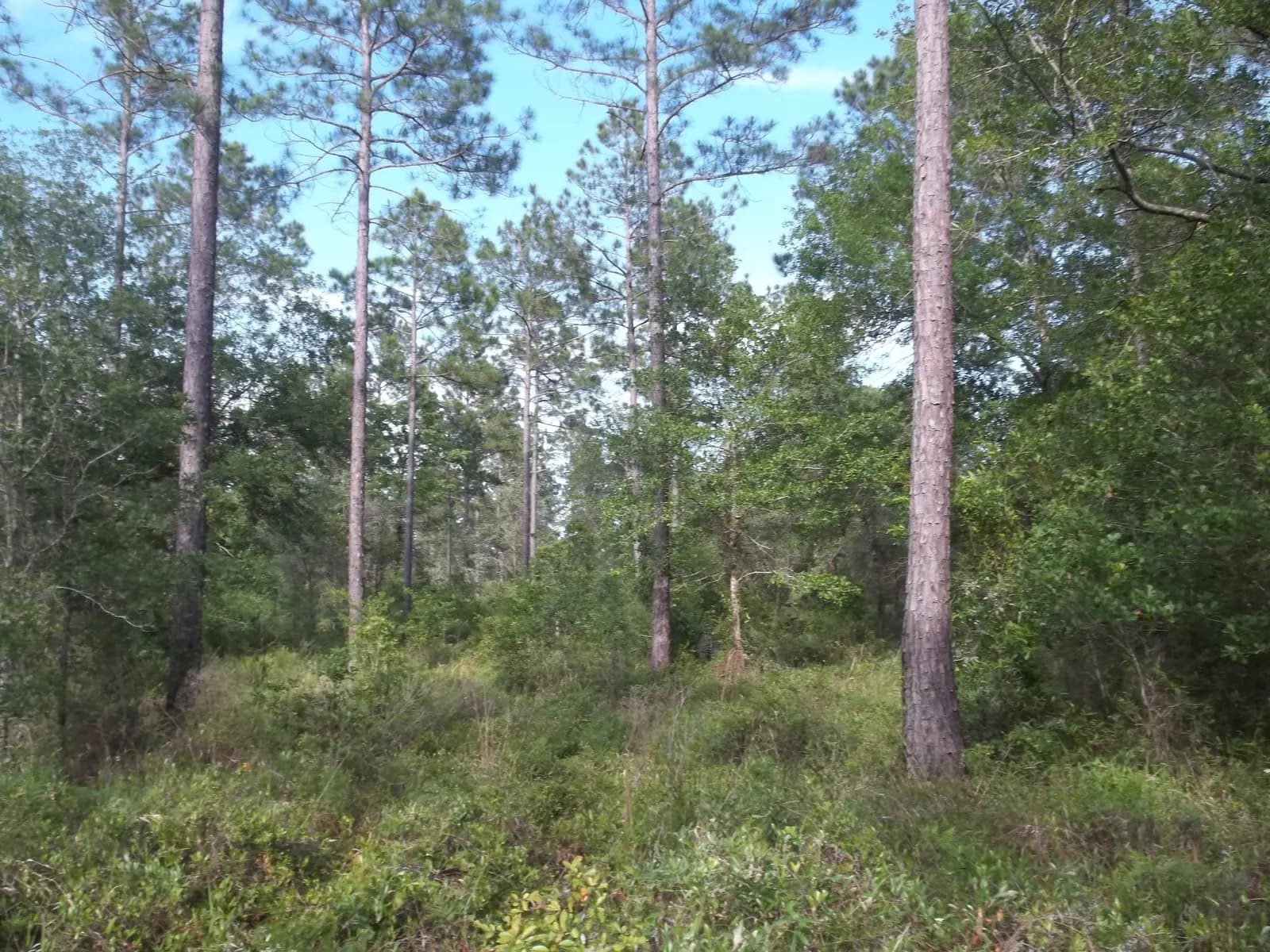 Middleburg, Florida: Jennings State Forest: Longbranch Recreation Area