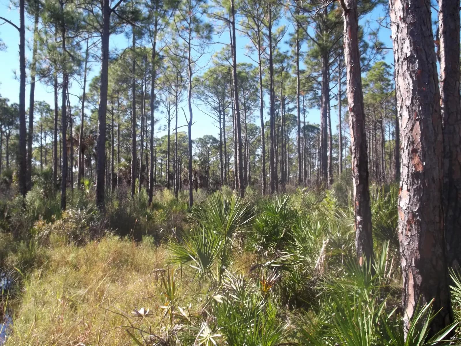 Myakka State Forest: North entrance