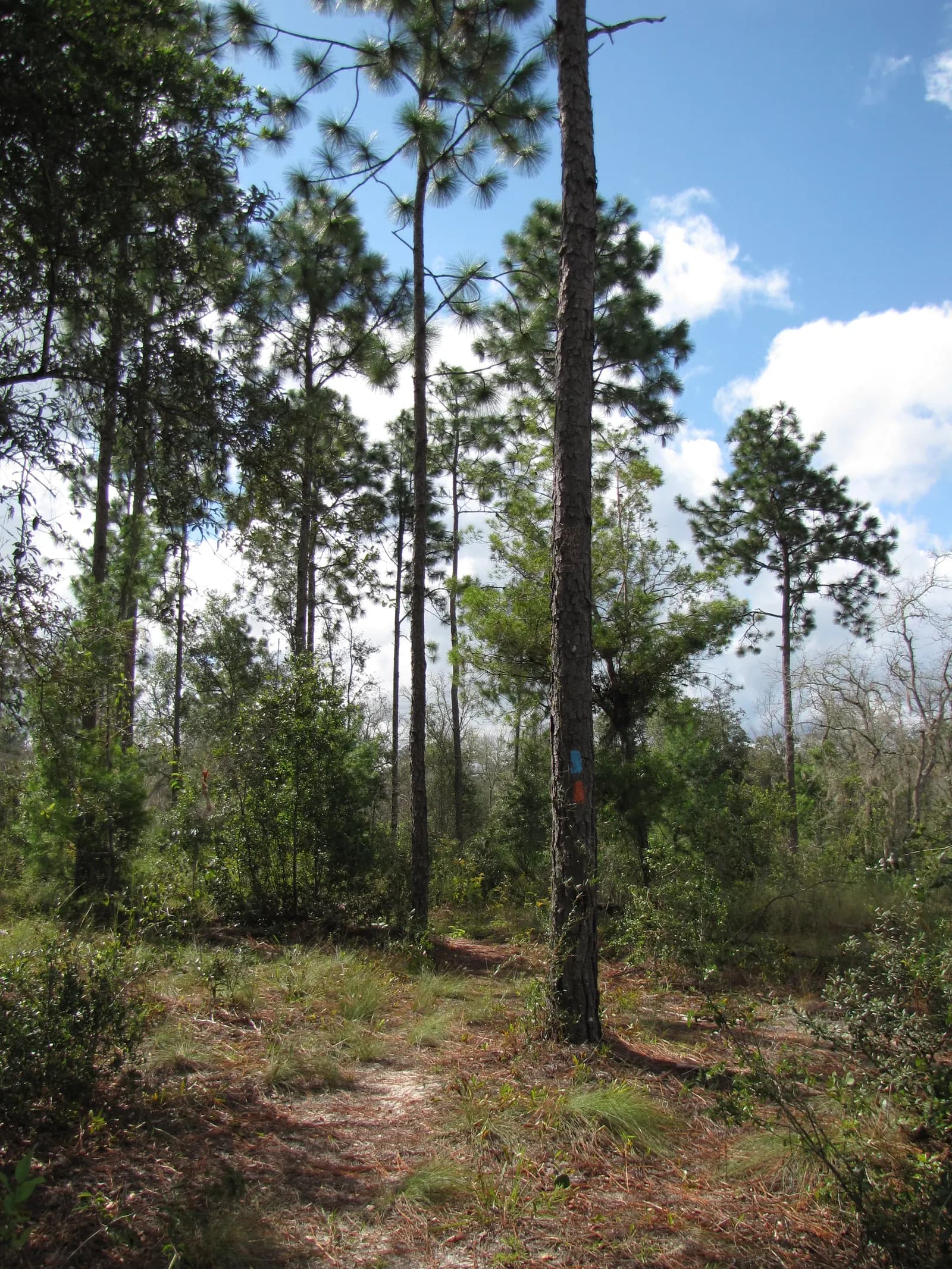 Pinus palustris forest. Longleaf Pine Trail, Florida Scenic Trail, Etoniah State Forest, Putnam County, Florida.