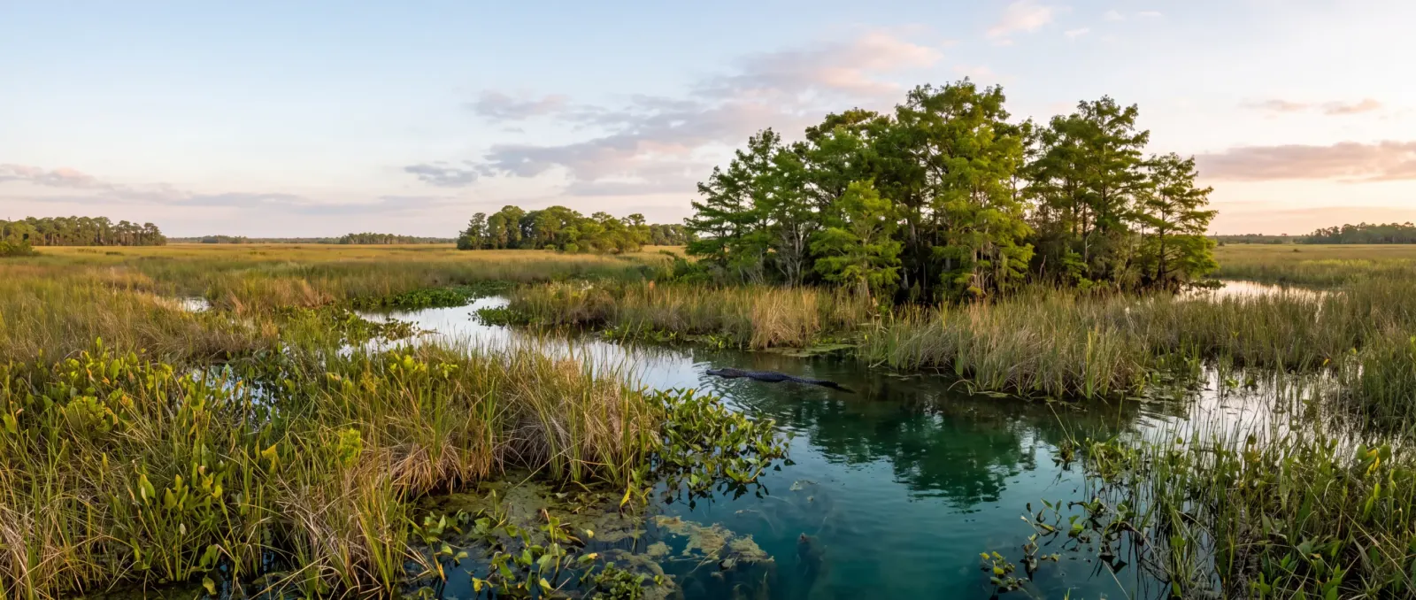 Illustrative image evoking the Everglades & Big Cypress